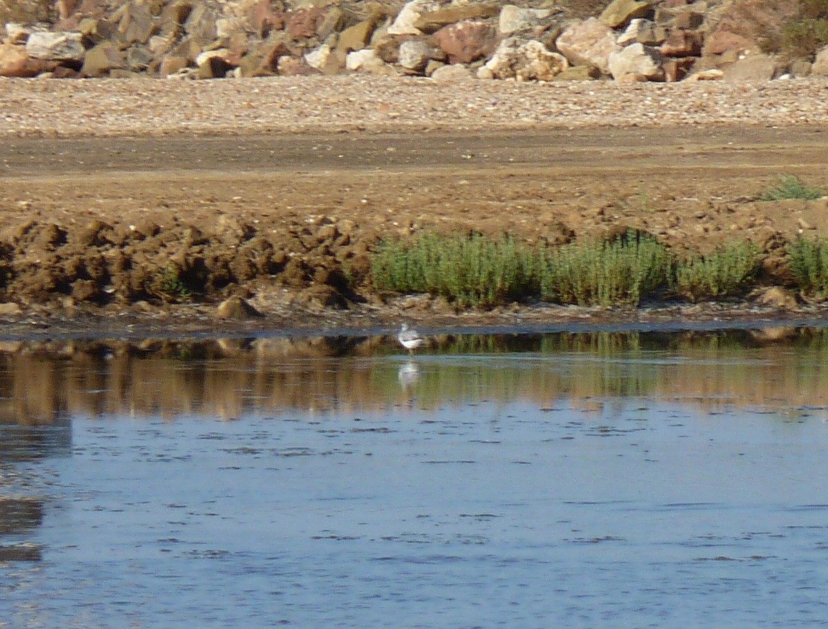 Marsh Sandpiper - ML39726071