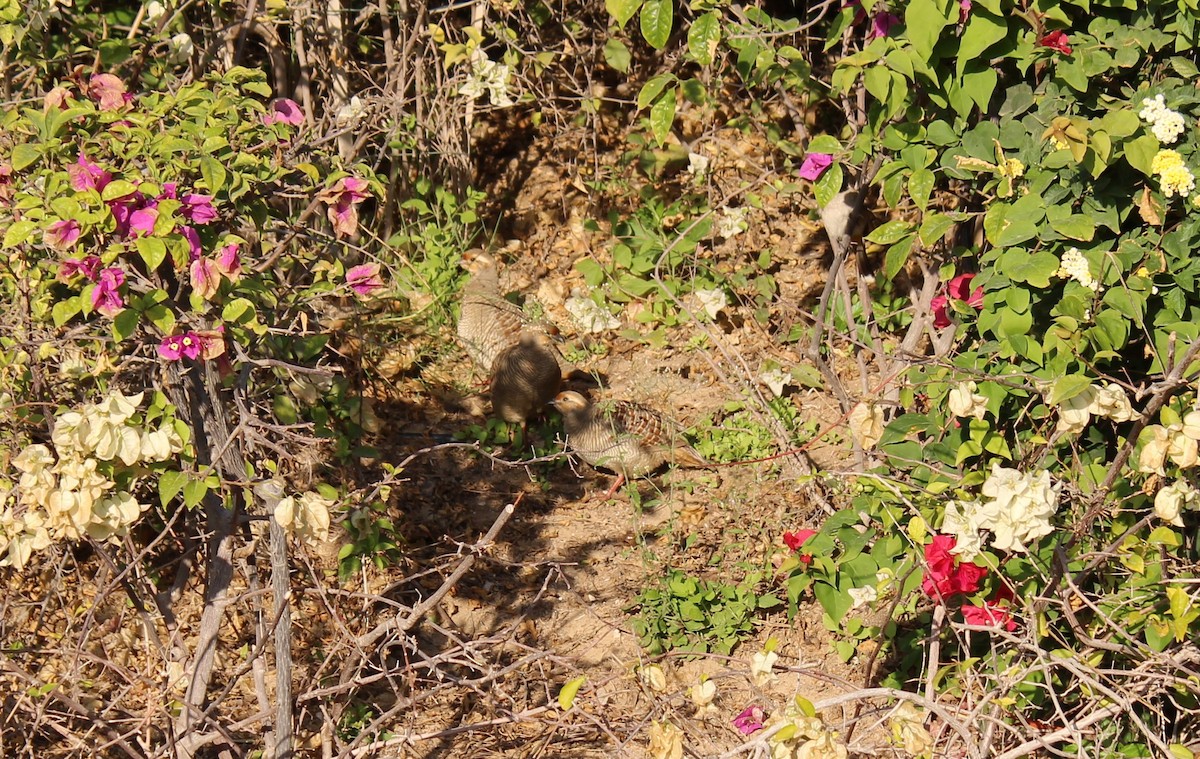 Gray Francolin - ML397260781