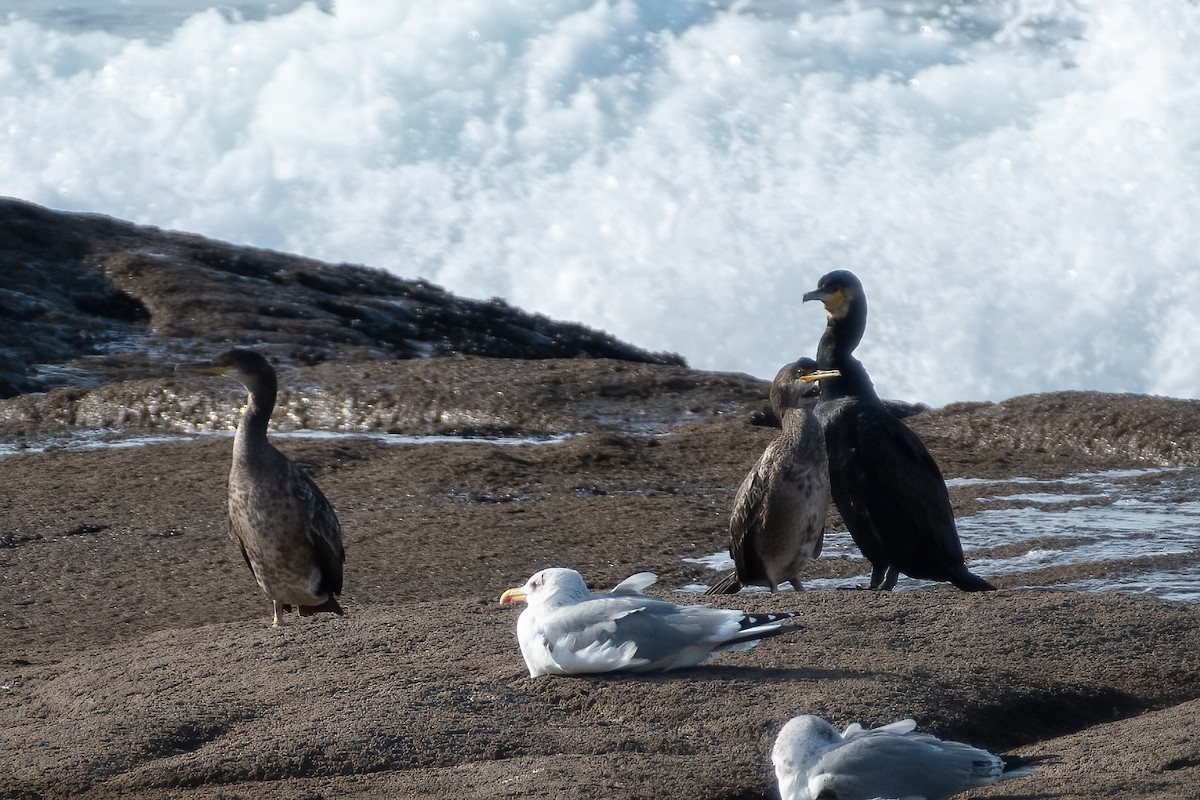 Cormorán Moñudo - ML397261311