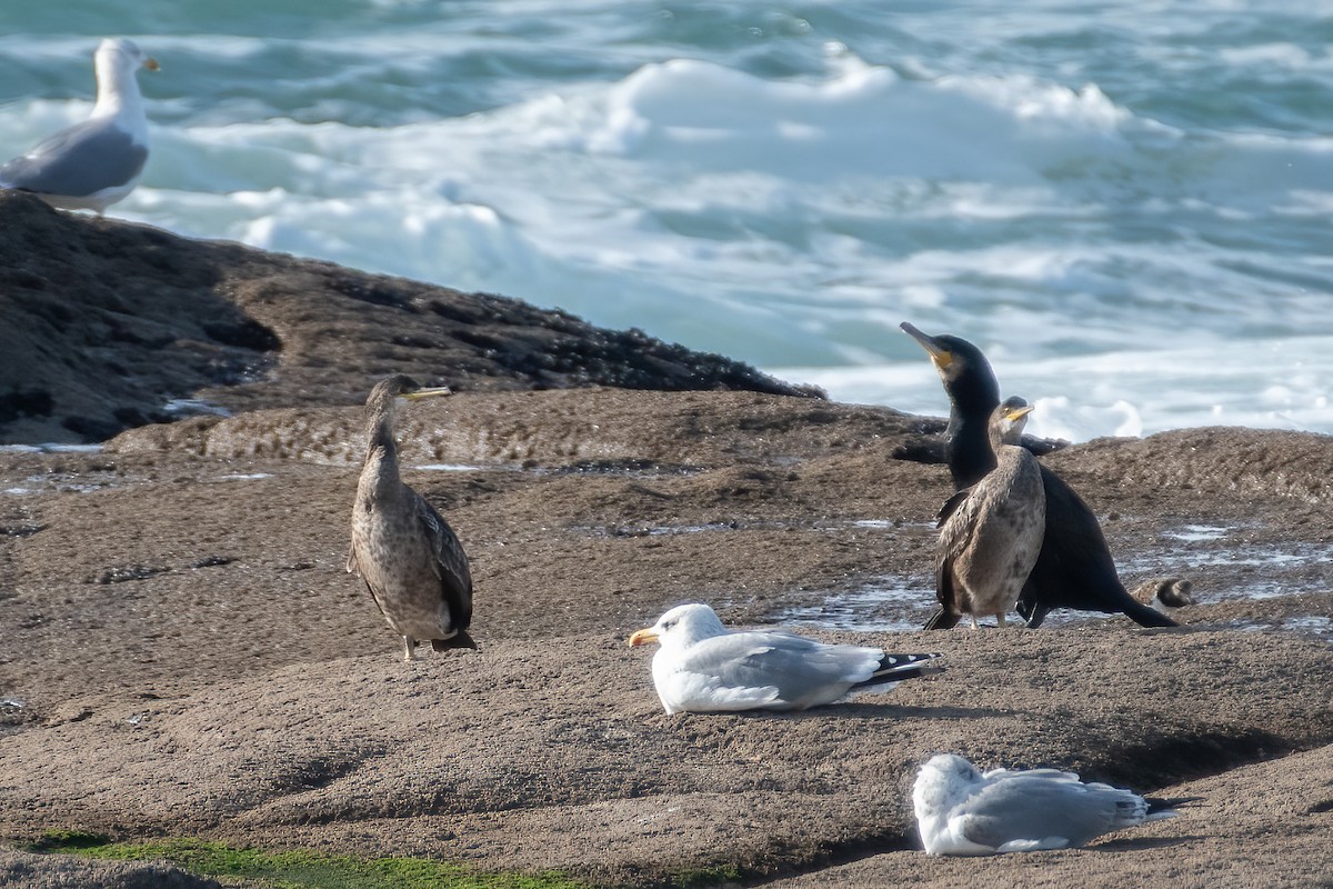 European Shag - Ana Amaral