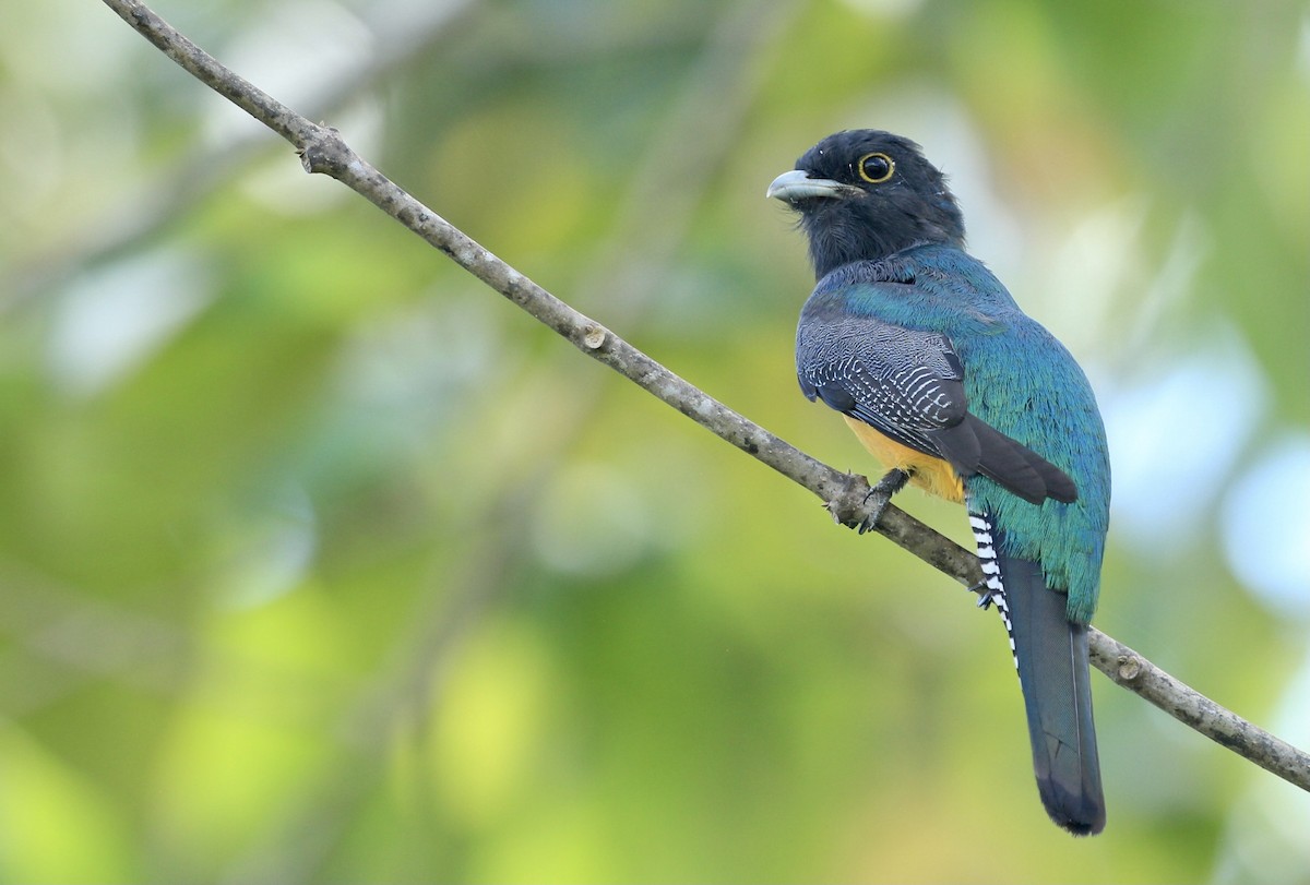trogon podvazkový - ML397262521