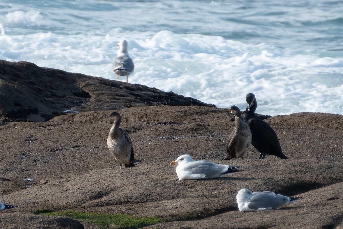 Cormorán Moñudo - ML397262541