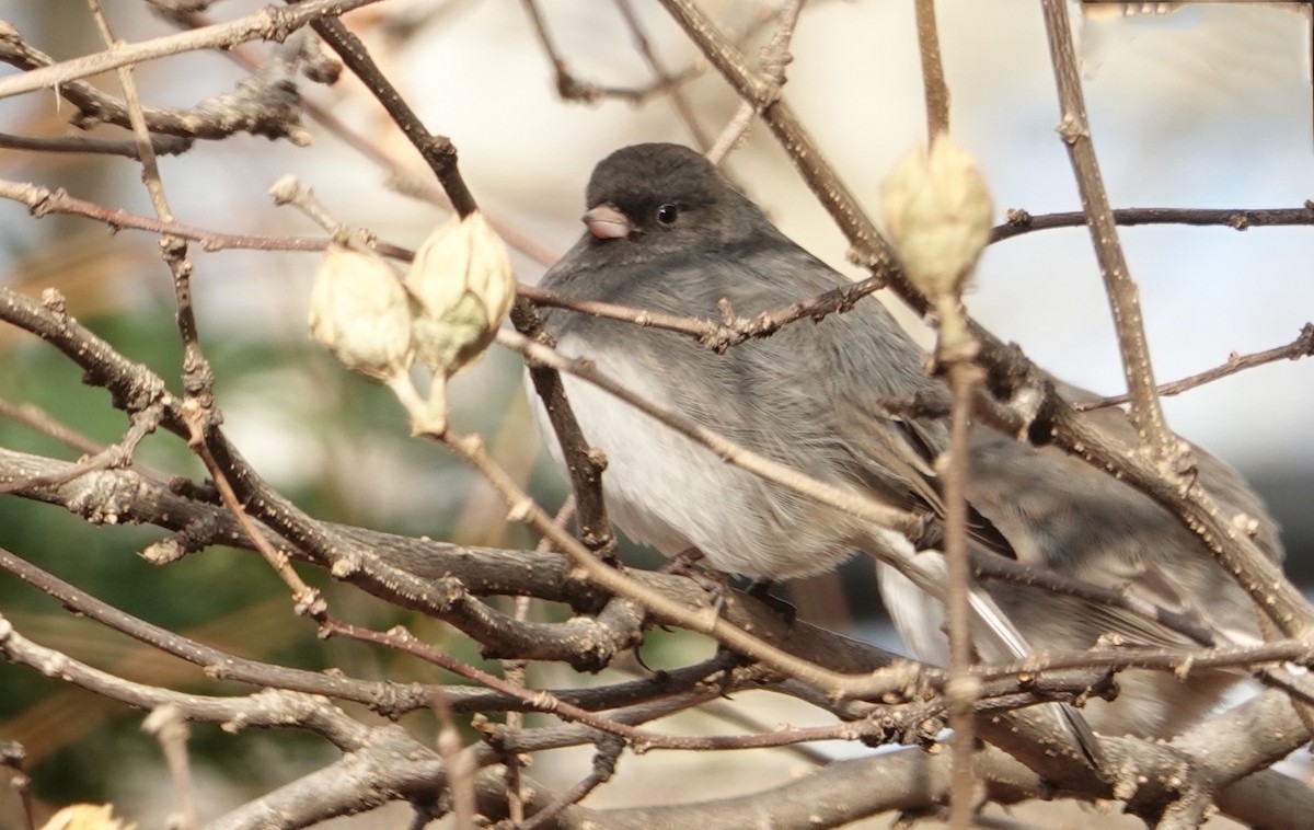 Dark-eyed Junco - ML397263451