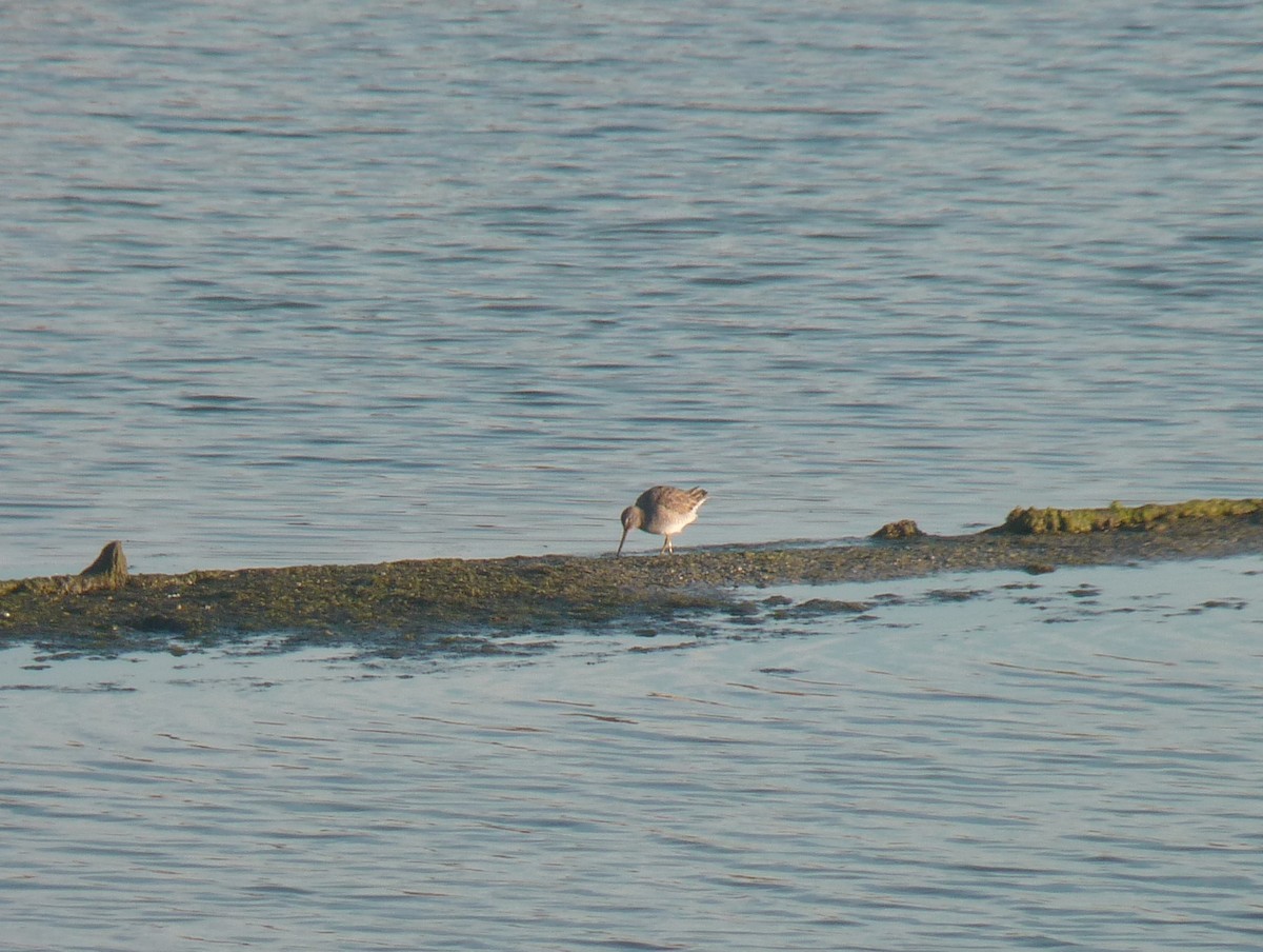 Long-billed Dowitcher - ML39726471