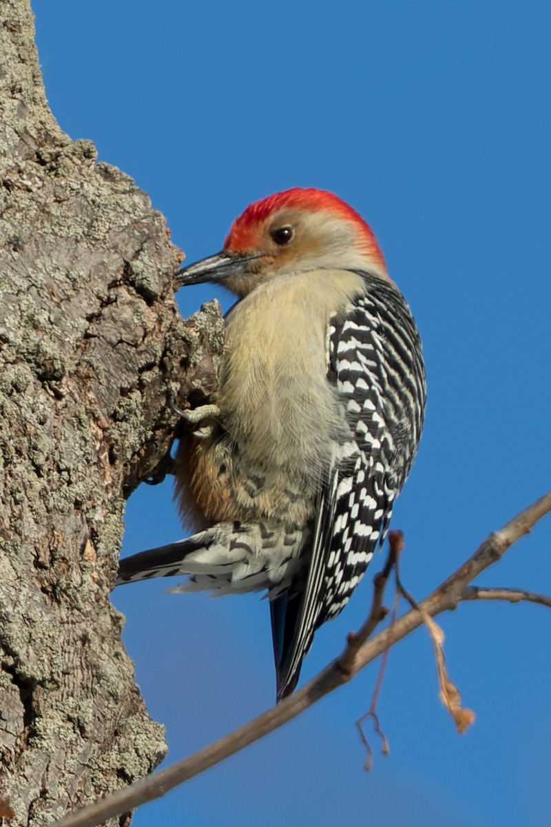 Red-bellied Woodpecker - ML397264881