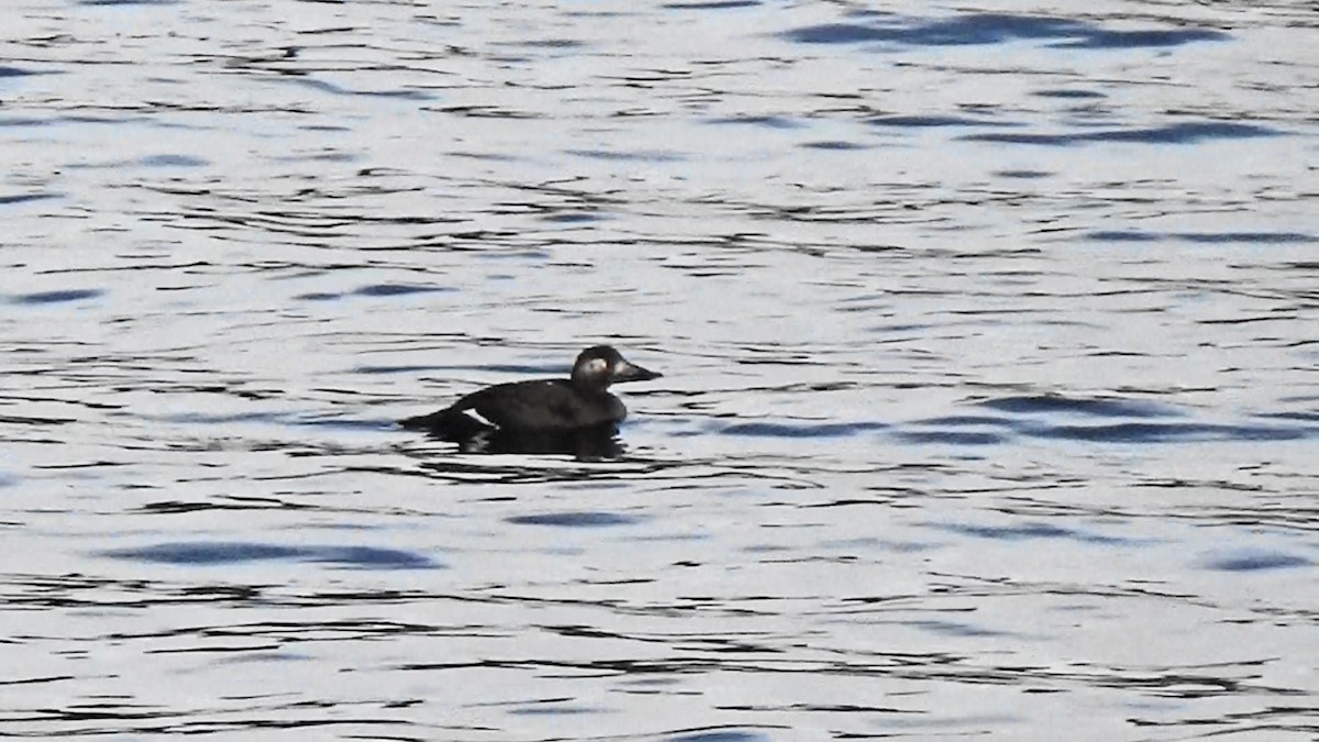 White-winged Scoter - ML397265661