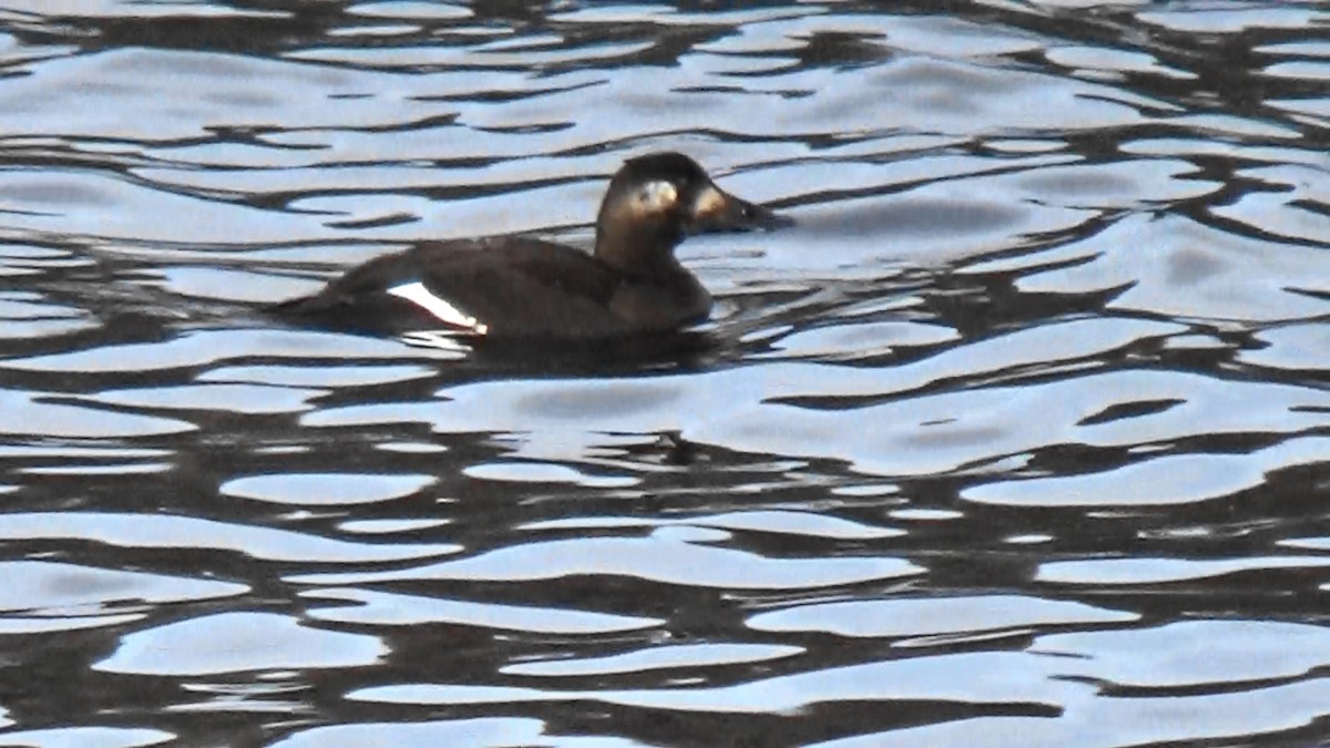 White-winged Scoter - ML397265761