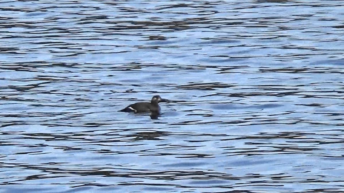 White-winged Scoter - ML397265911