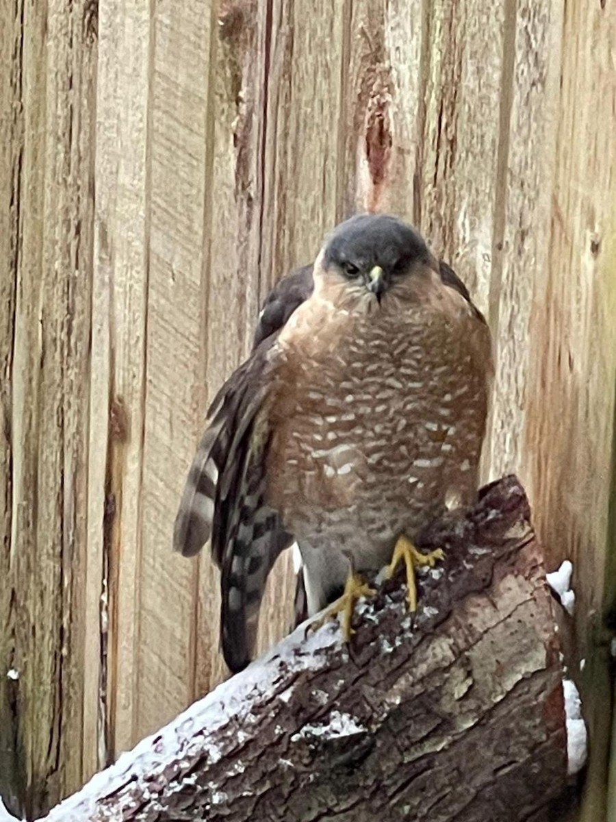 Cooper's Hawk - ML397266821