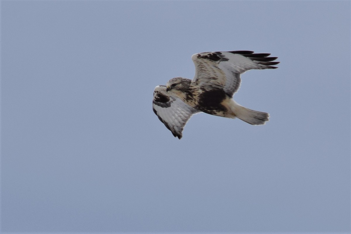 Rough-legged Hawk - Lauren  Vaughn