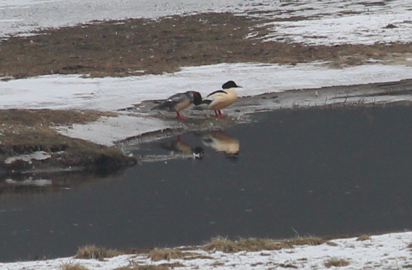 Common Merganser - ML397267711