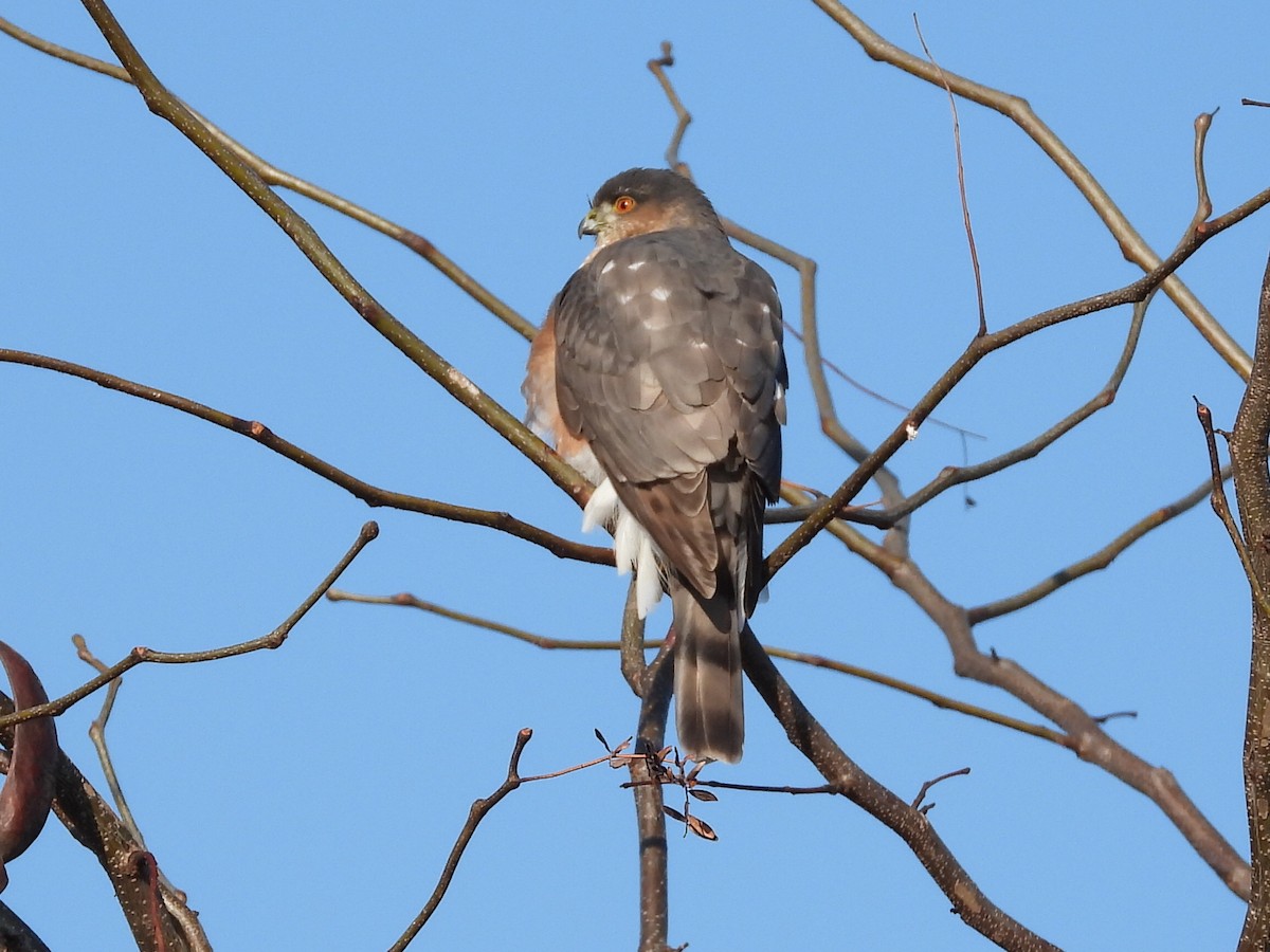 Sharp-shinned Hawk - ML397268271