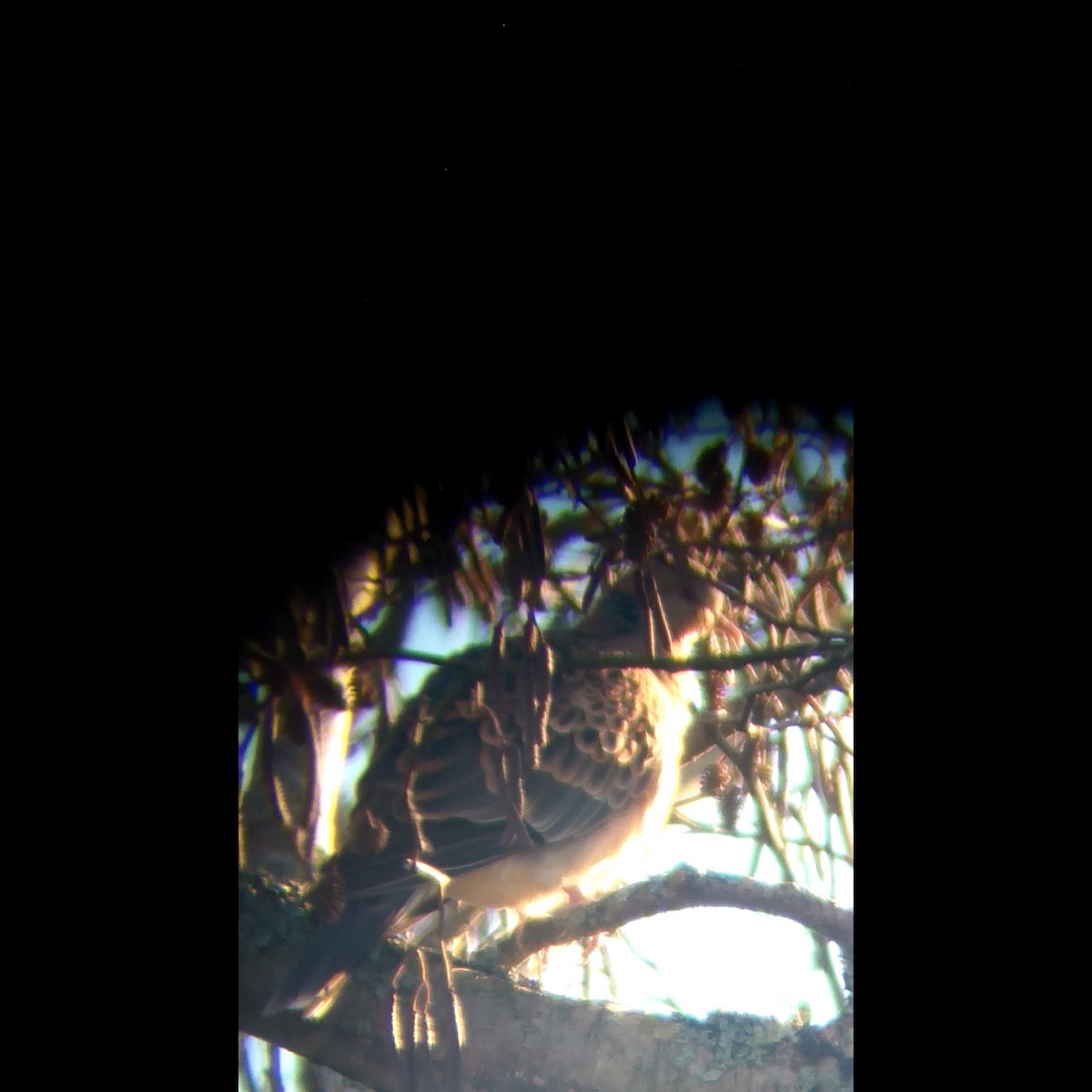 תור מזרחי - ML397270011