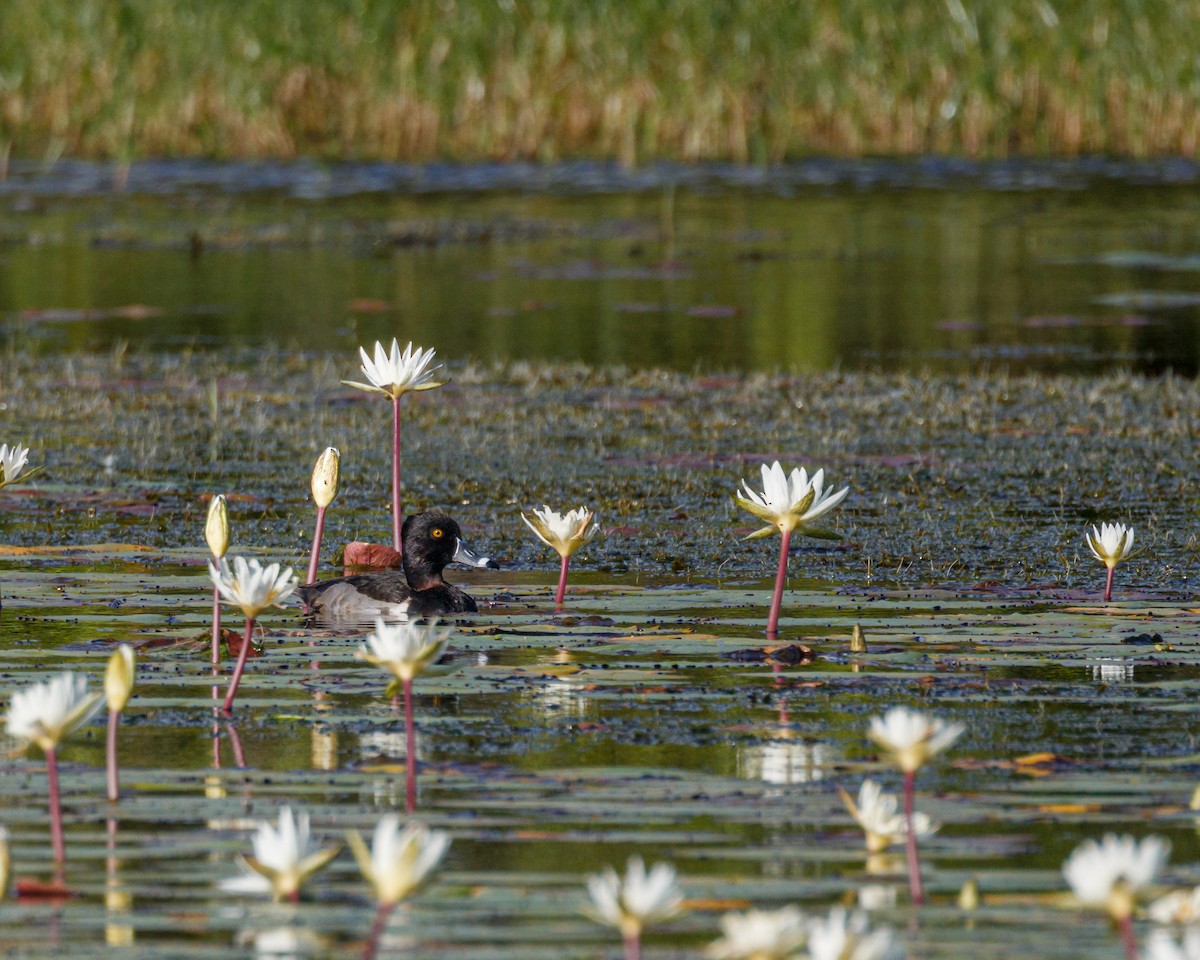 Ring-necked Duck - ML397271331