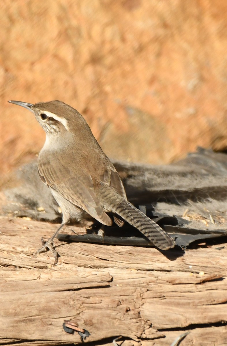 Bewick's Wren - ML397272371