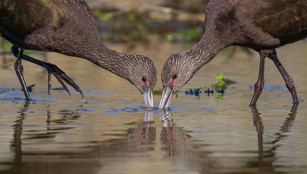 White-faced Ibis - ML397272381