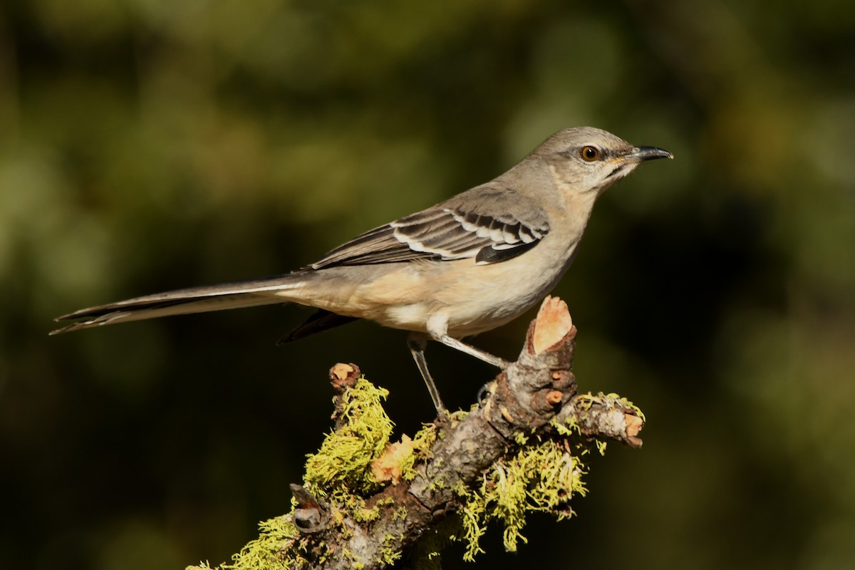 Northern Mockingbird - ML397272571