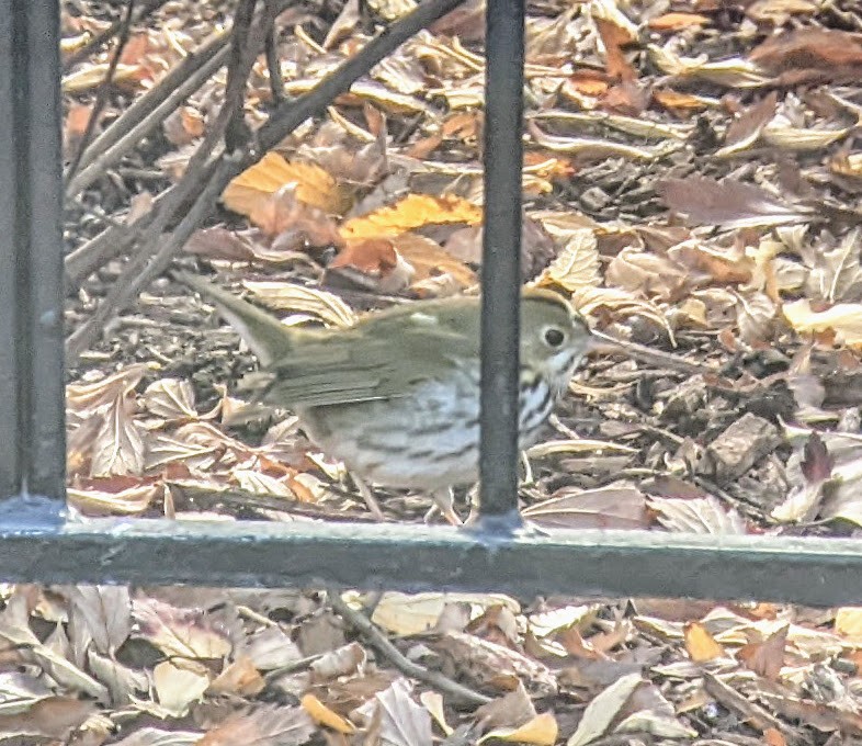 Ovenbird - ML397278201