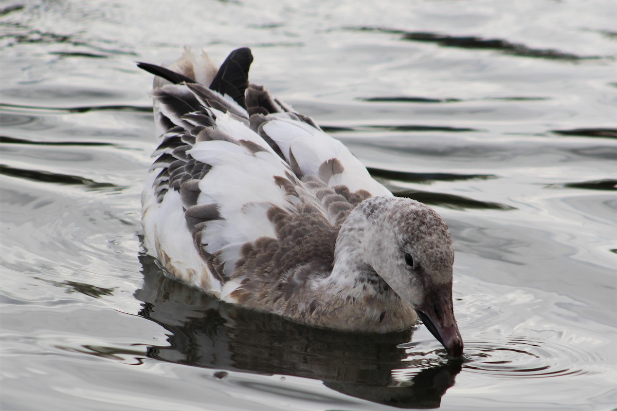 Snow Goose - Rocío Reybal 🐦