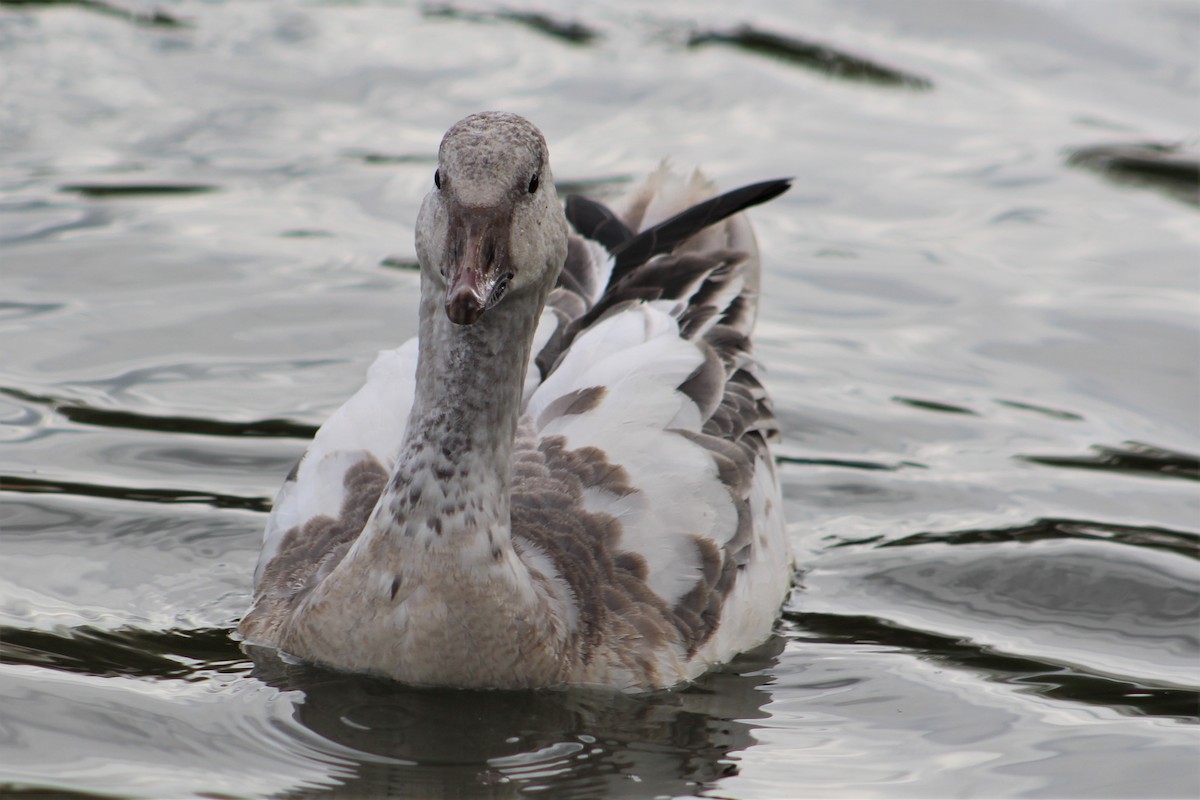 Snow Goose - ML397278521