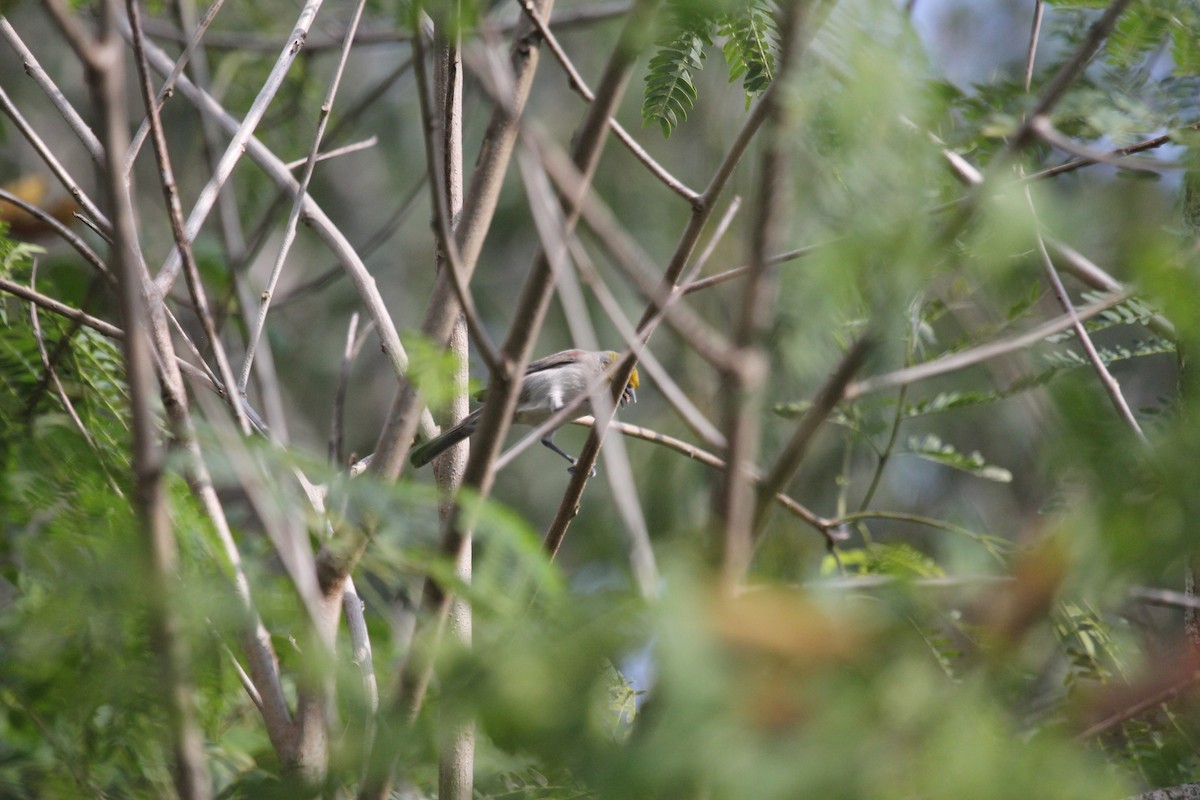 Verdin - ML397279451