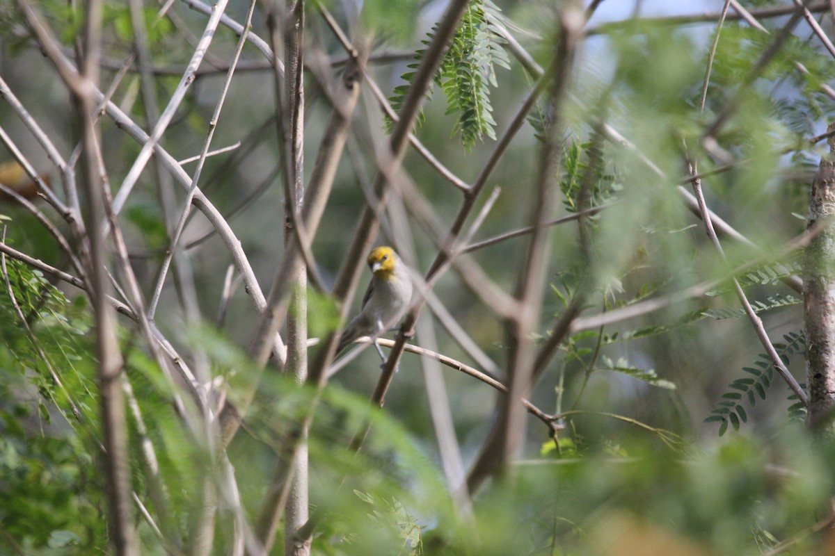 Verdin - ML397279831