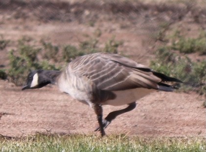 Cackling Goose - Dan Cooper