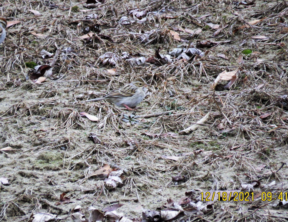 Clay-colored Sparrow - ML397281191