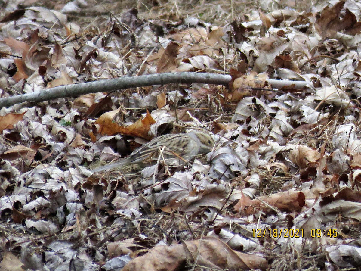 Clay-colored Sparrow - ML397281221