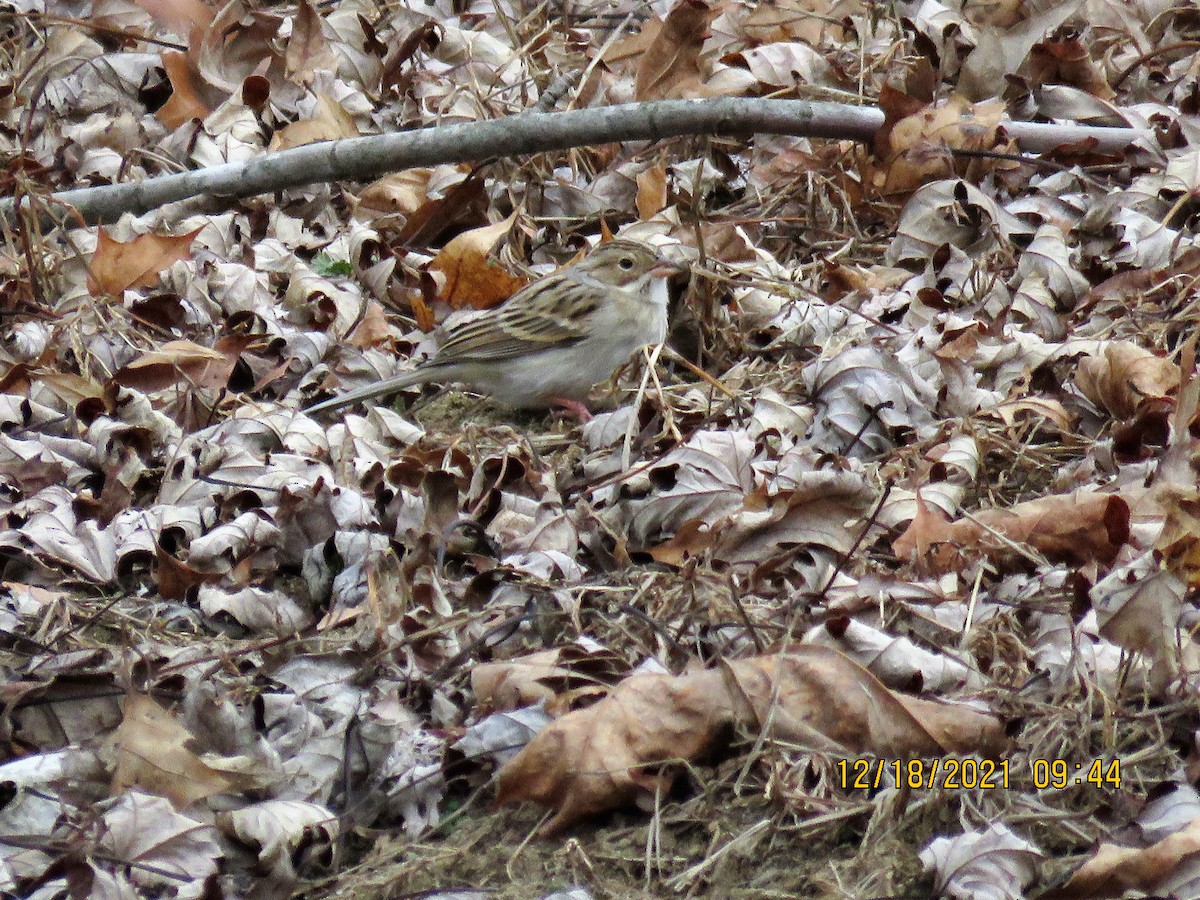 Clay-colored Sparrow - Cheryl Ring