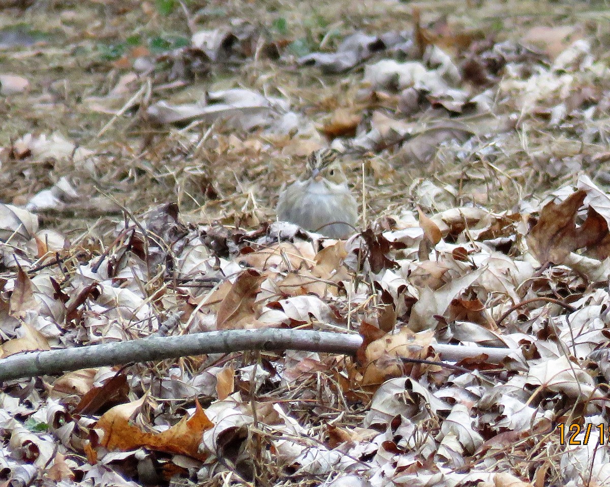 Clay-colored Sparrow - Cheryl Ring