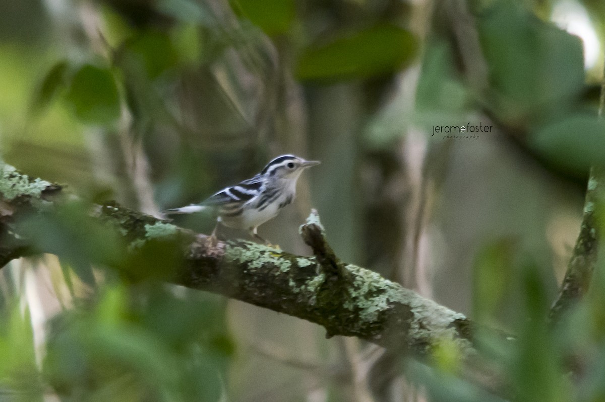 Black-and-white Warbler - Jerome Foster