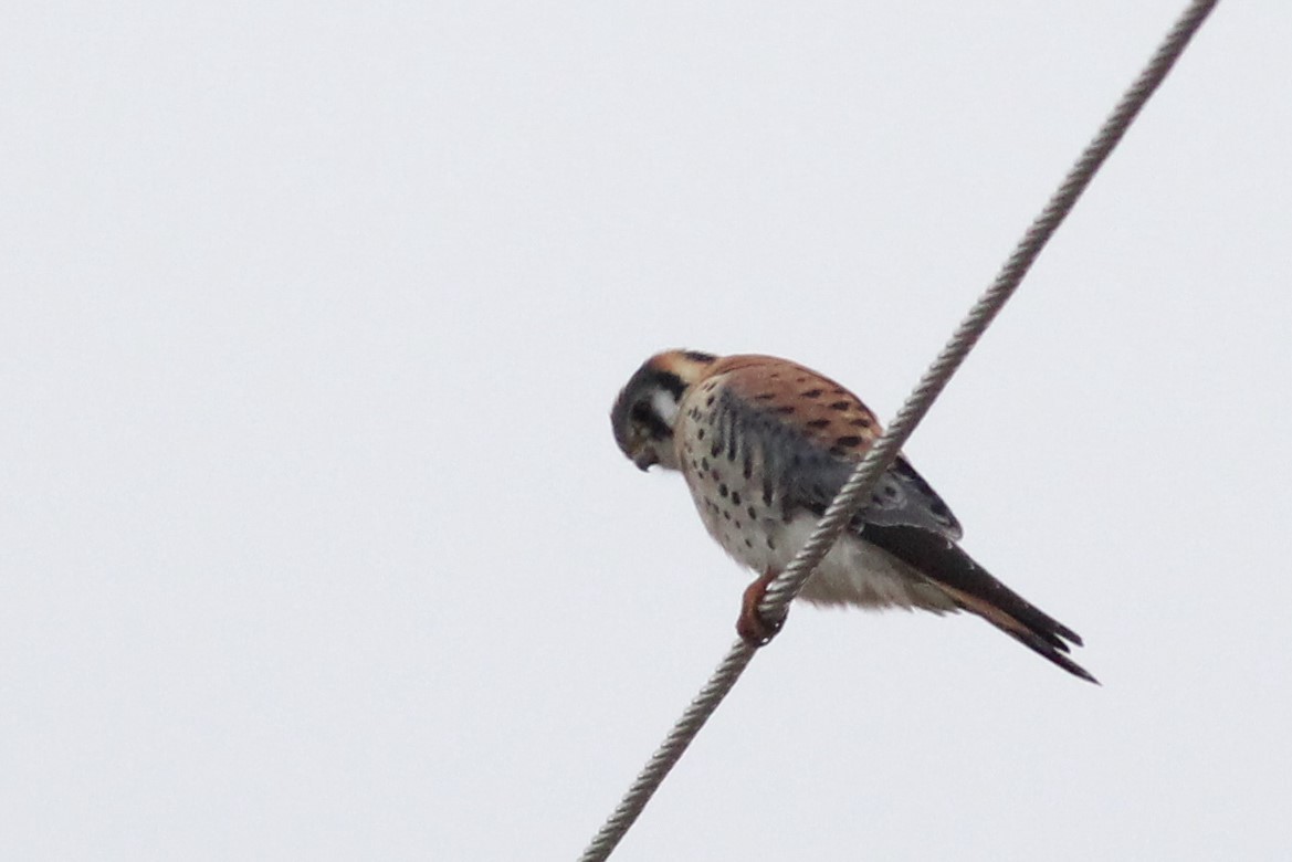 American Kestrel - ML397282101