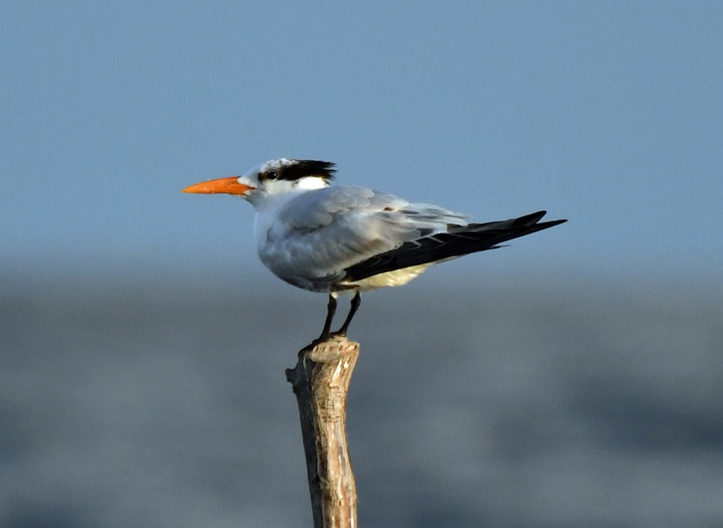 Royal Tern - ML397282171