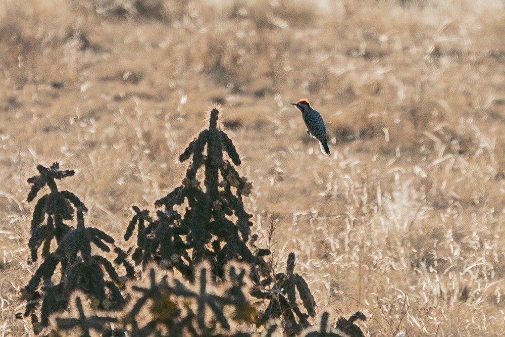 Ladder-backed Woodpecker - ML397282411