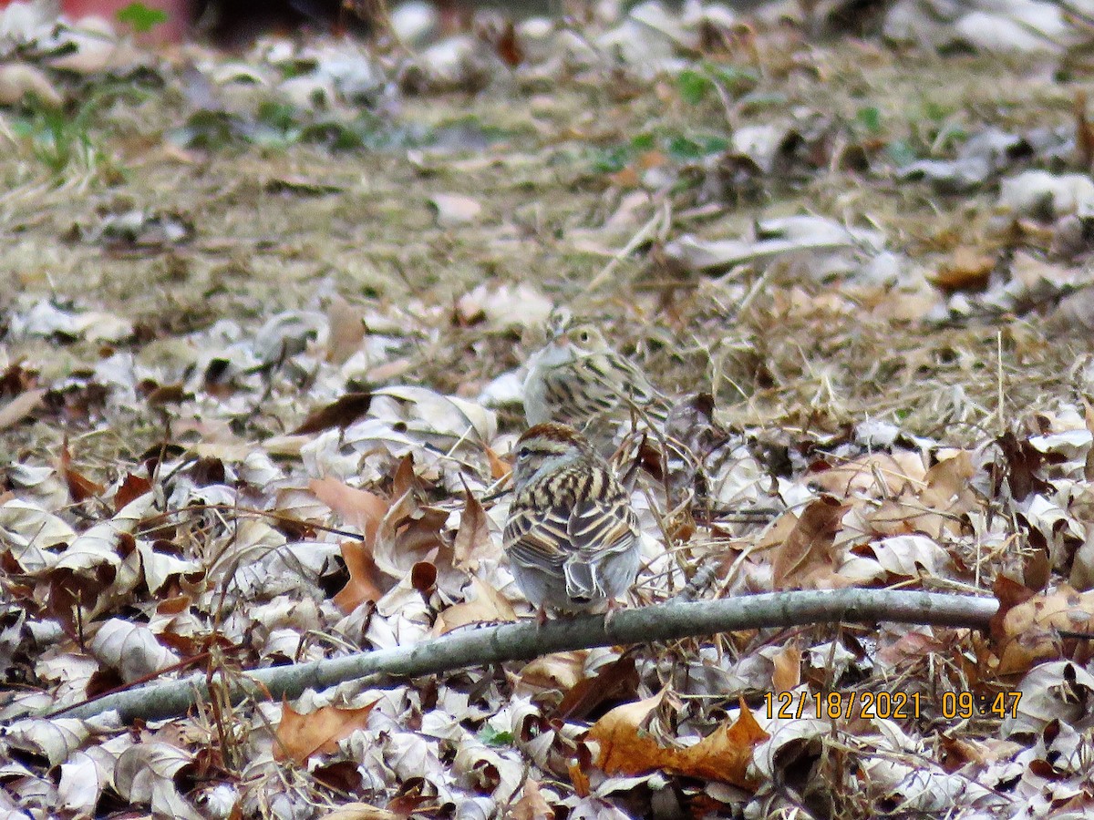 Clay-colored Sparrow - ML397282511