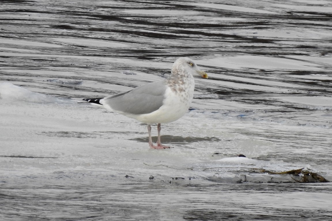 Herring Gull - Bill Bowman