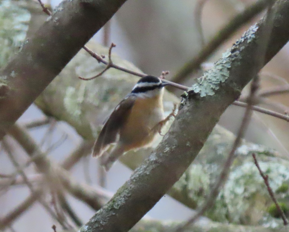 Red-breasted Nuthatch - ML397285141