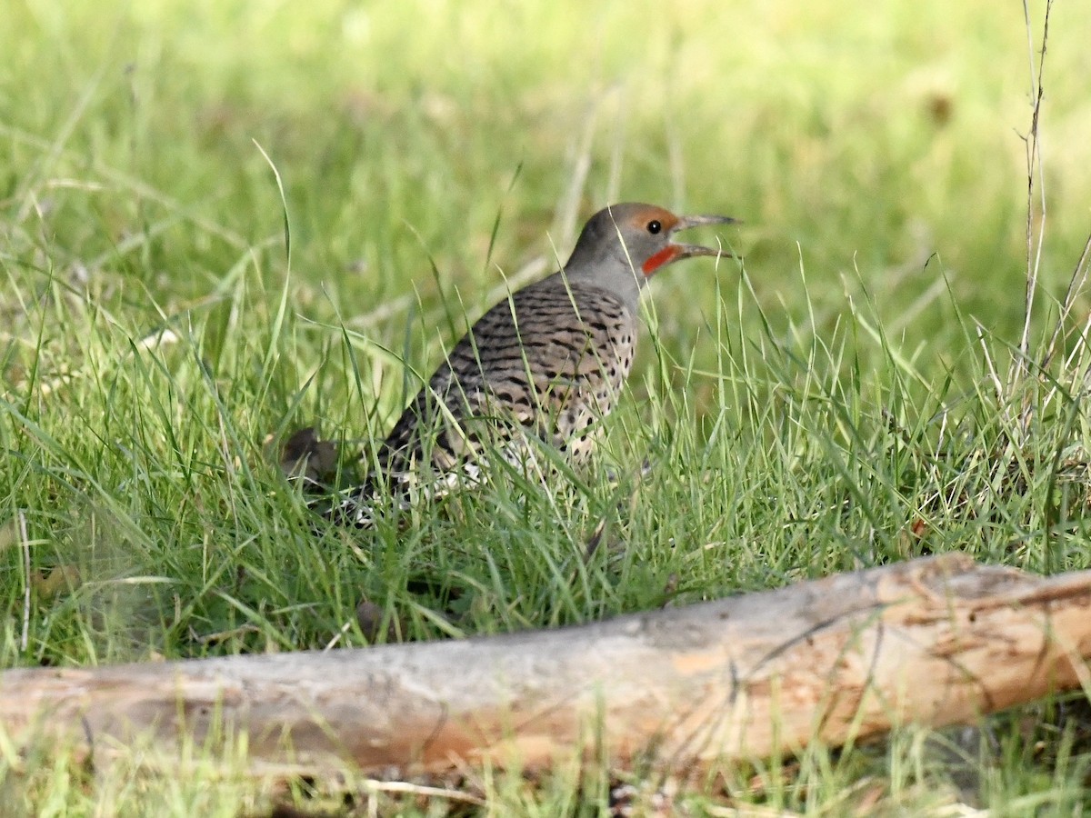 Northern Flicker (Red-shafted) - ML397286261