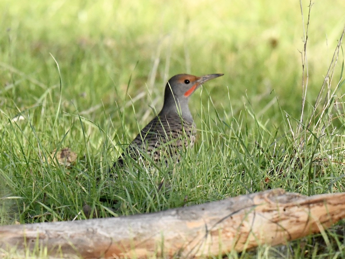 Northern Flicker (Red-shafted) - ML397286291