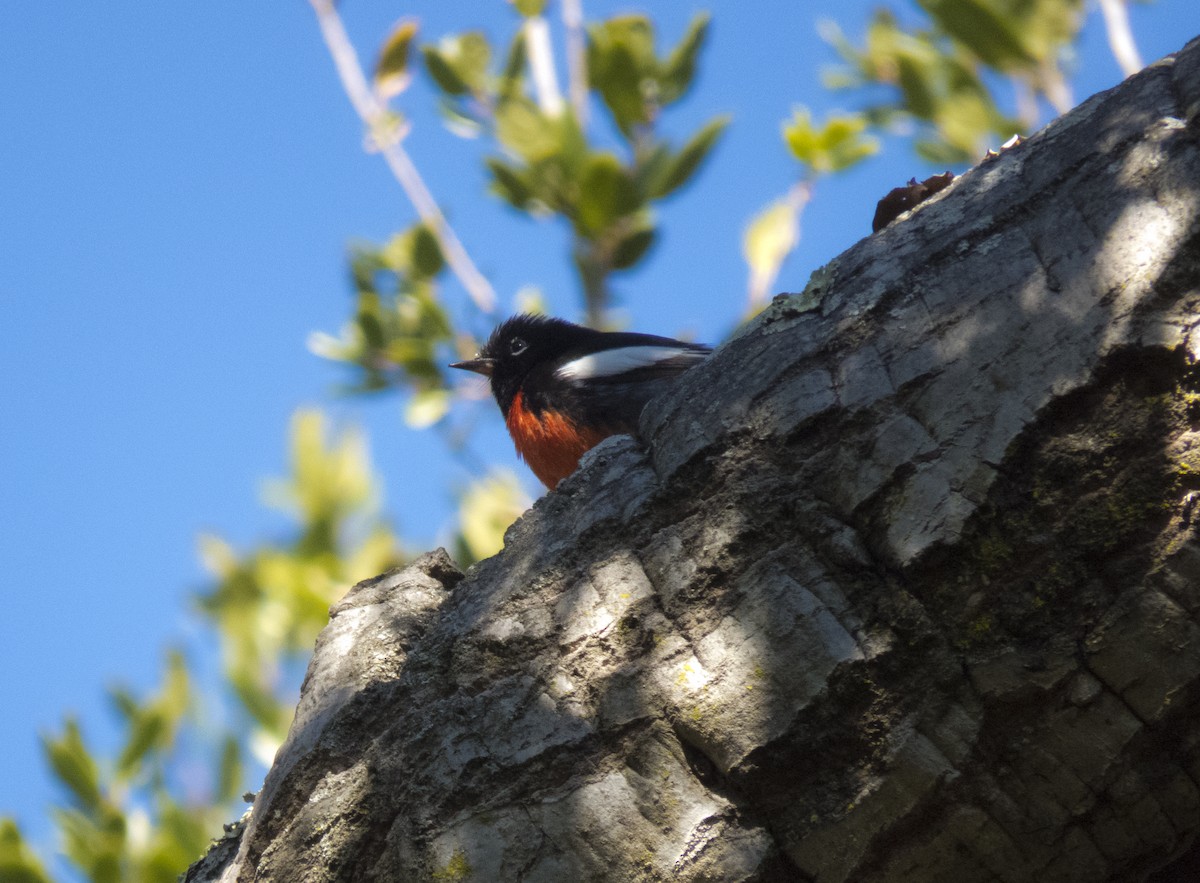 Painted Redstart - ML397286831