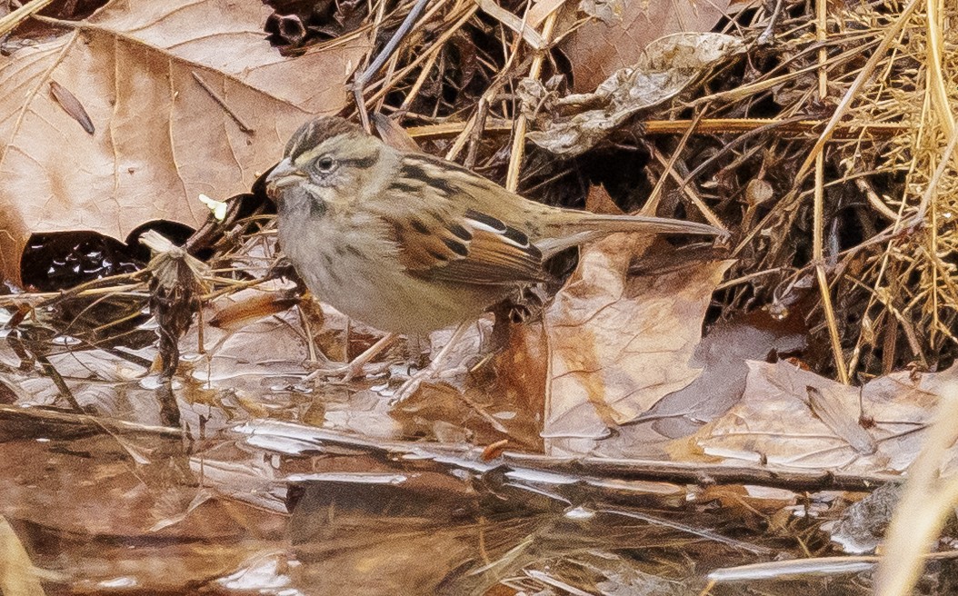 Swamp Sparrow - ML397287181