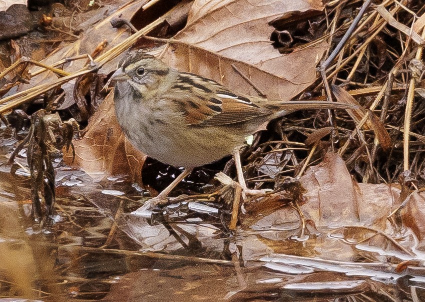Swamp Sparrow - ML397287191