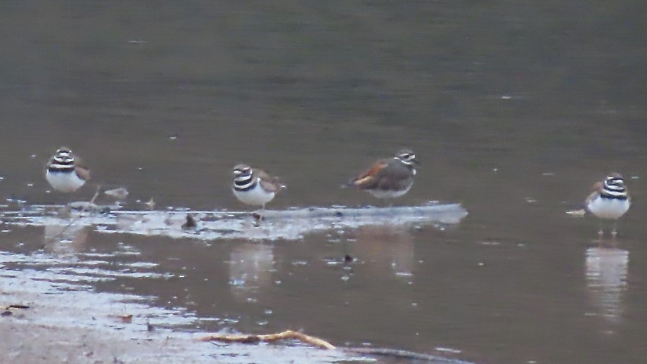 Killdeer - ML397287721