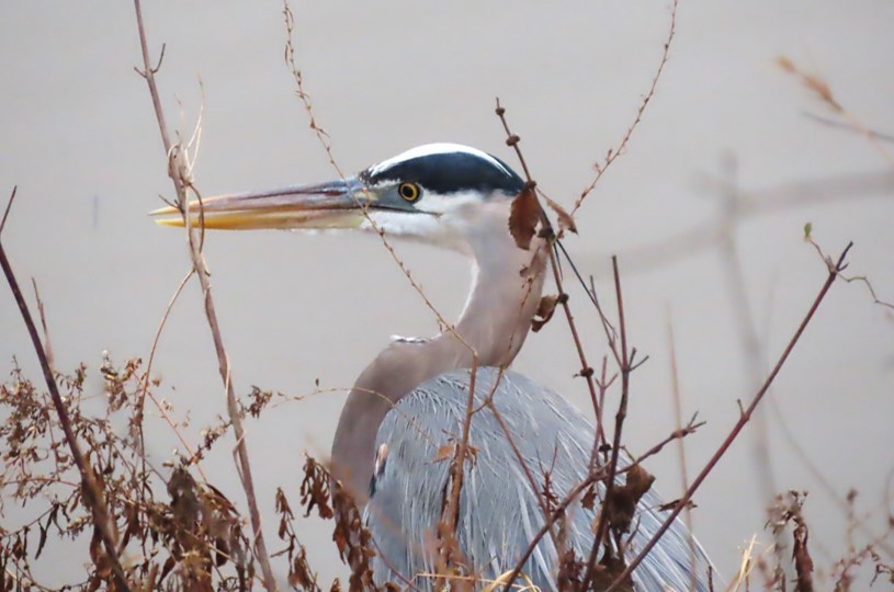 Great Blue Heron - ML397287791