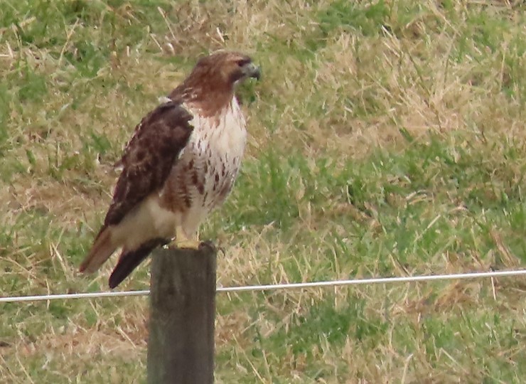 Red-tailed Hawk - ML397287921