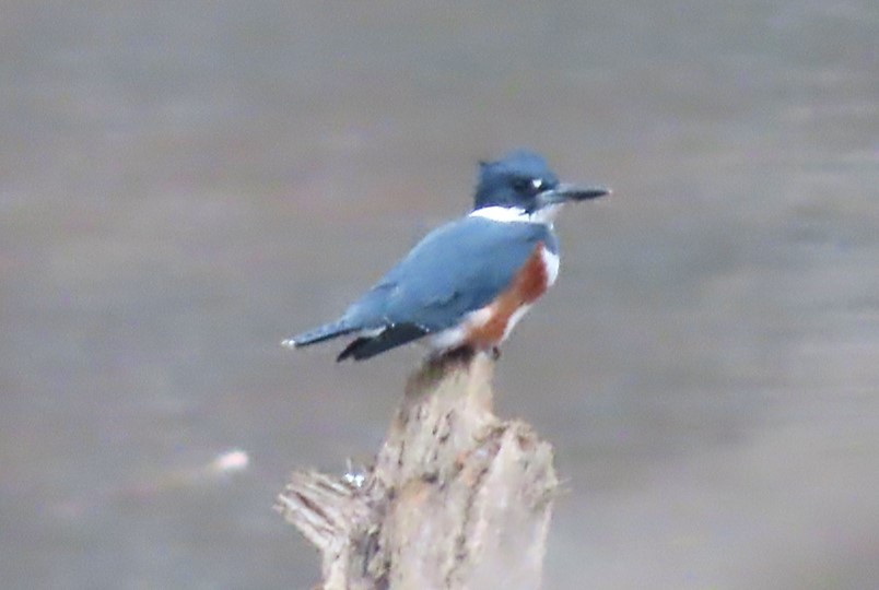 Belted Kingfisher - ML397288201