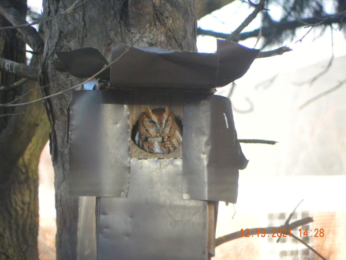 Eastern Screech-Owl - ML397288261