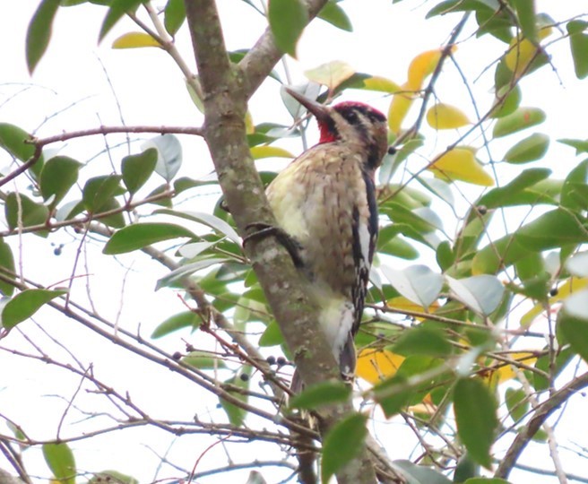 Yellow-bellied Sapsucker - ML397288281