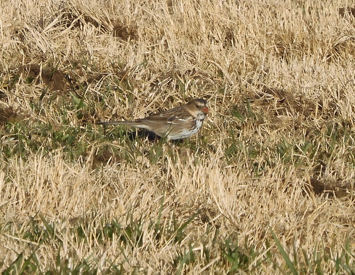 Harris's Sparrow - ML397288351